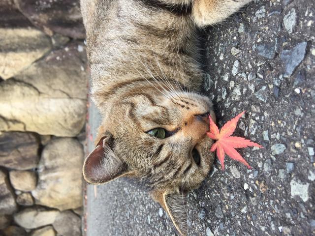 ポン