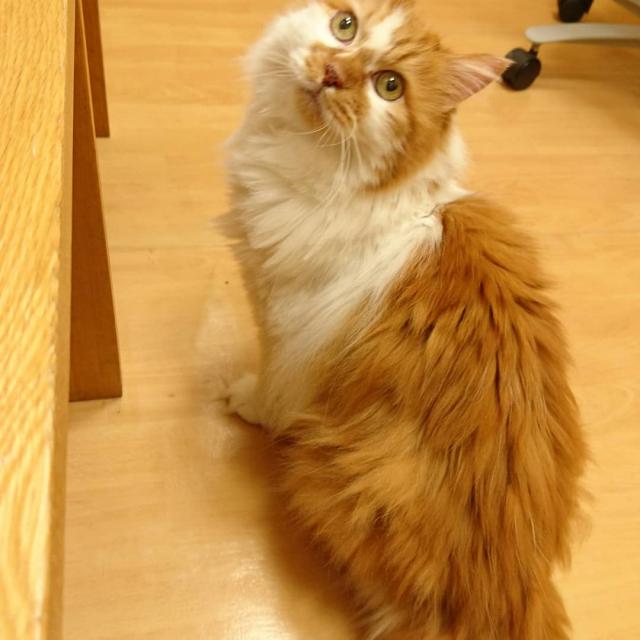 マロン
