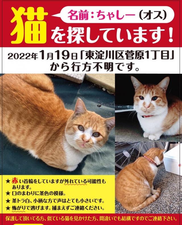 ちゃしー