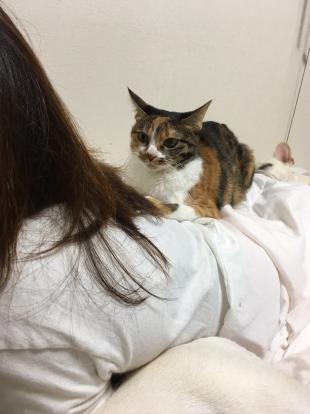 ミケ
