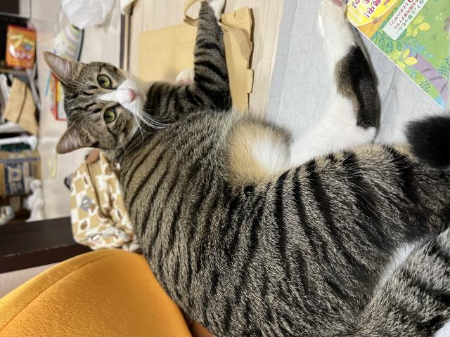 琥珀