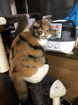 ミミ