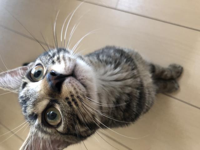 よもぎ