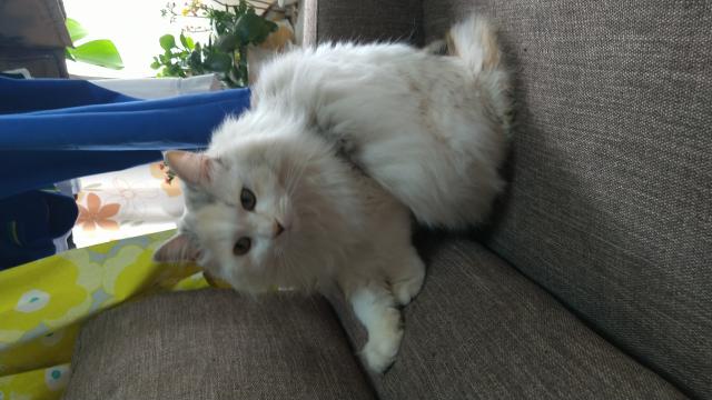 みーちゃん
