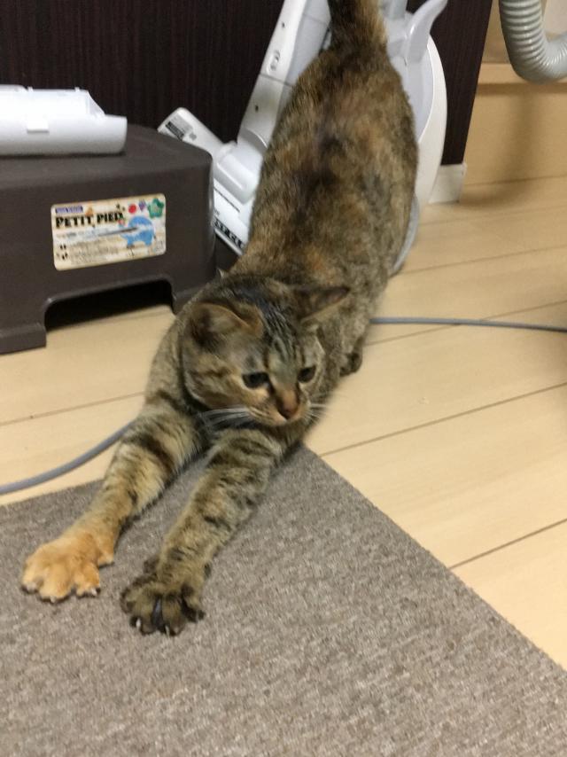 エニ