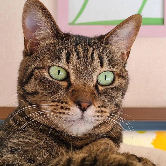たま