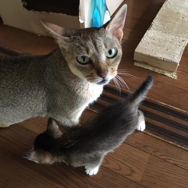 なな