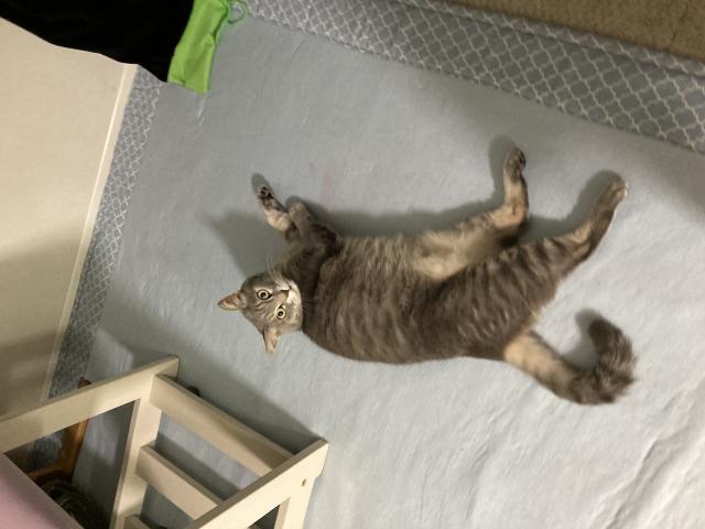 ぽこ