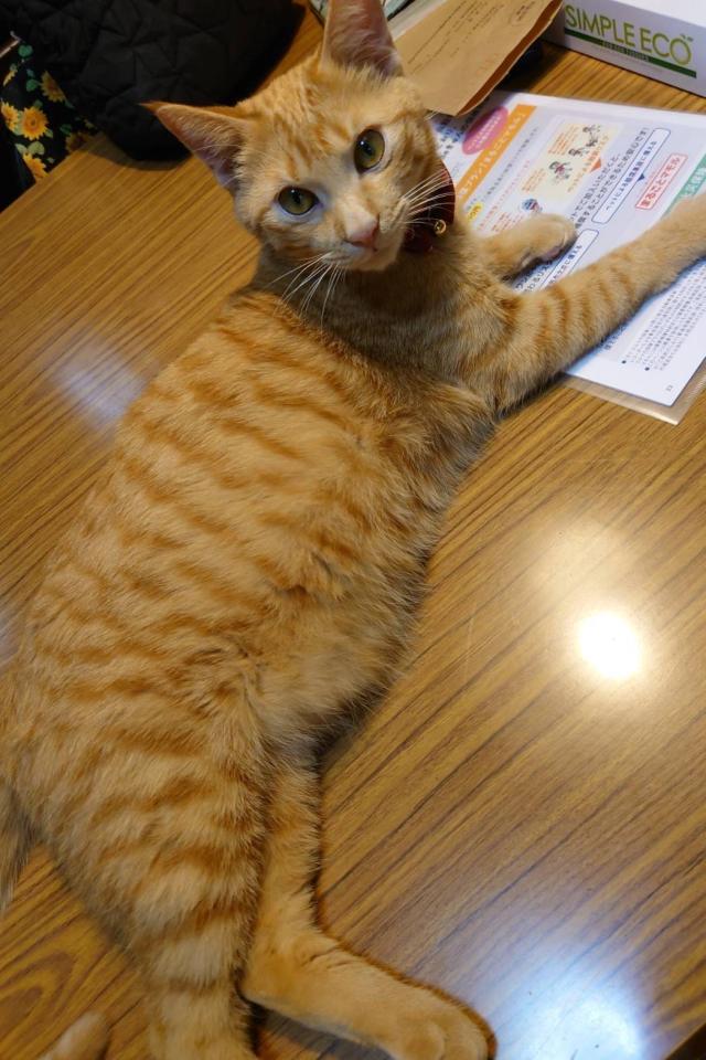 レオ