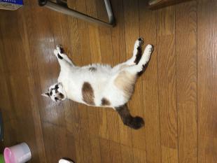 しろ