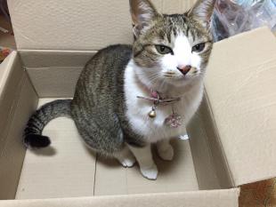 ぶうちゃん