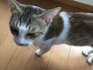 ちび