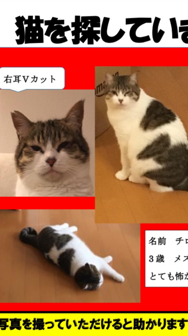 チロちゃん