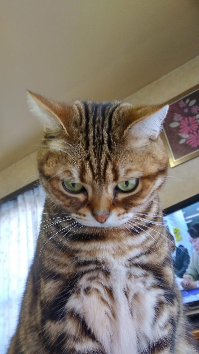 とらすけ