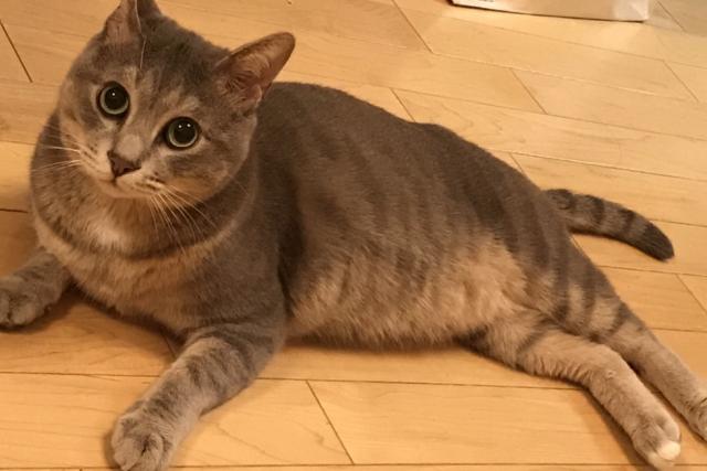 シゲ