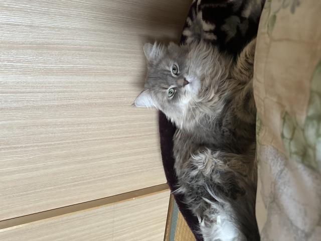トム
