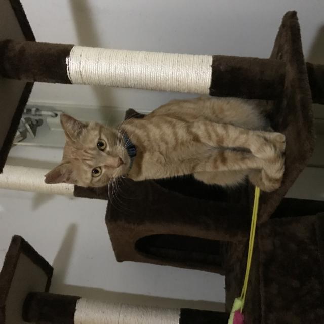 ピカ