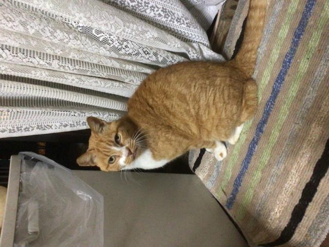 チビ太郎