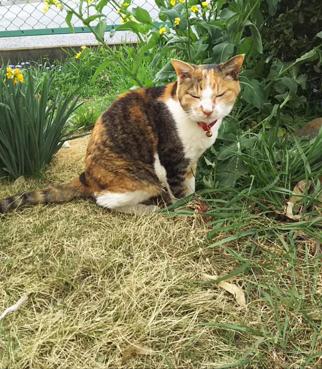 ちゃちゃ