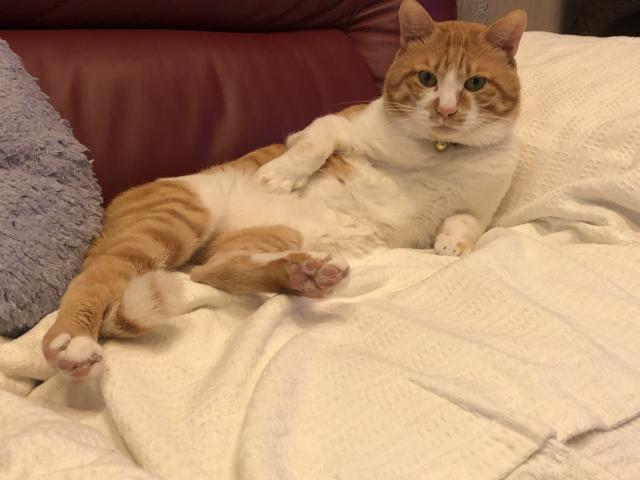 たお