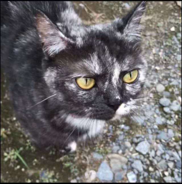 ダーコ