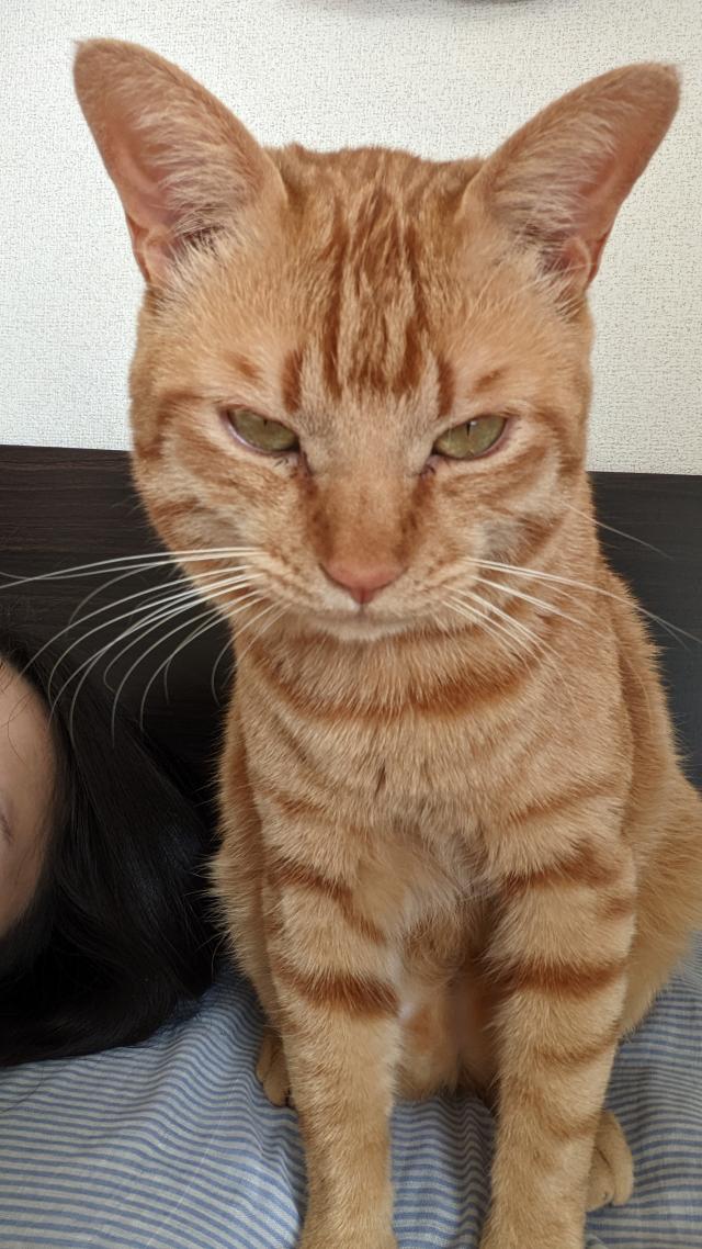 虎くん