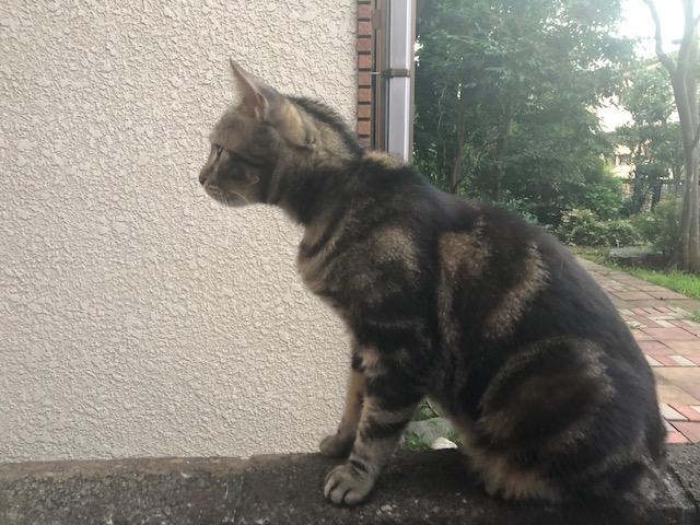 チャタロー