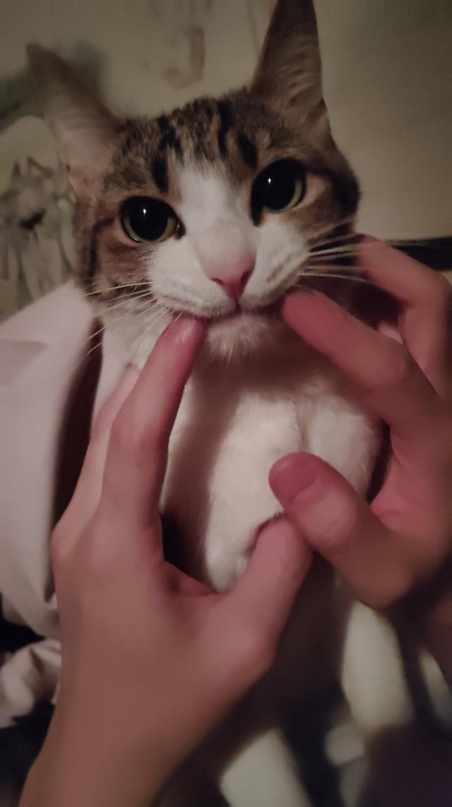 ちょこ
