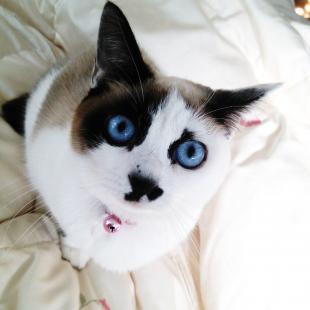 華