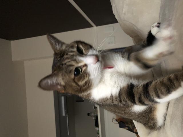 ナッキー