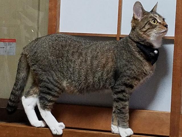 あおい