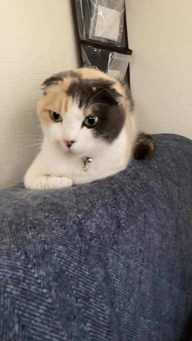 チビ
