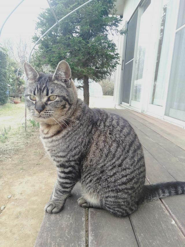 トラ