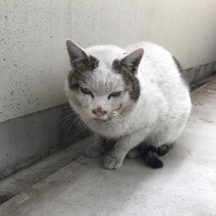 野良猫ちゃん