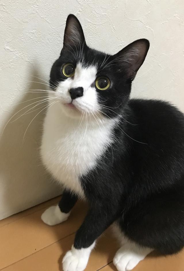 いおん