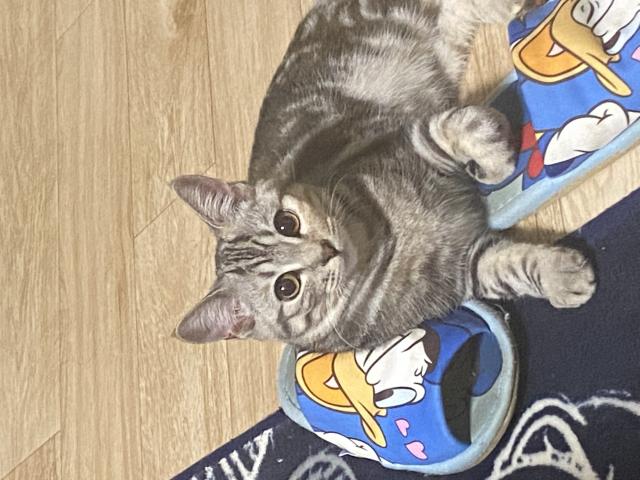 たらこ