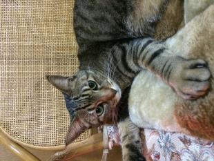 ナナ