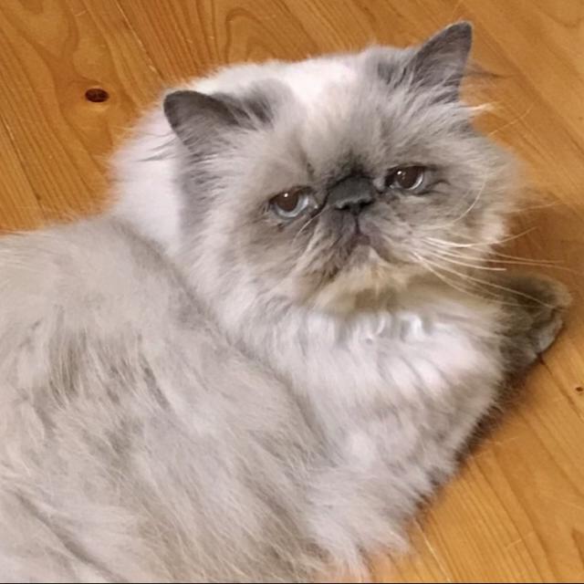 ぶーちゃん