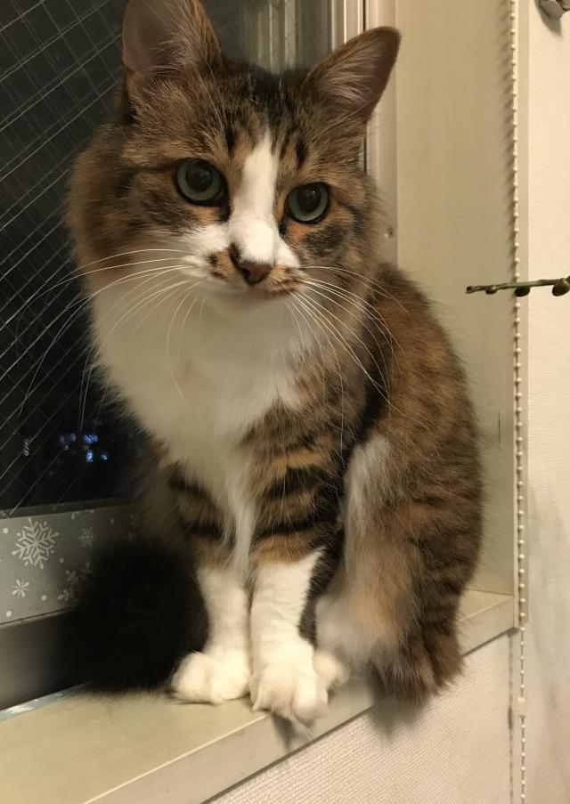 チョビ