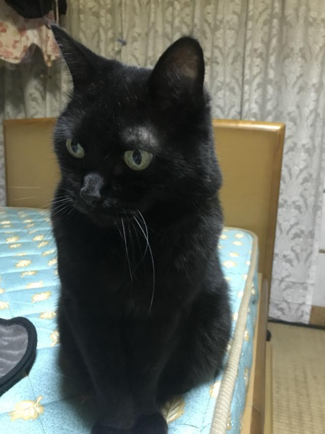 やまと