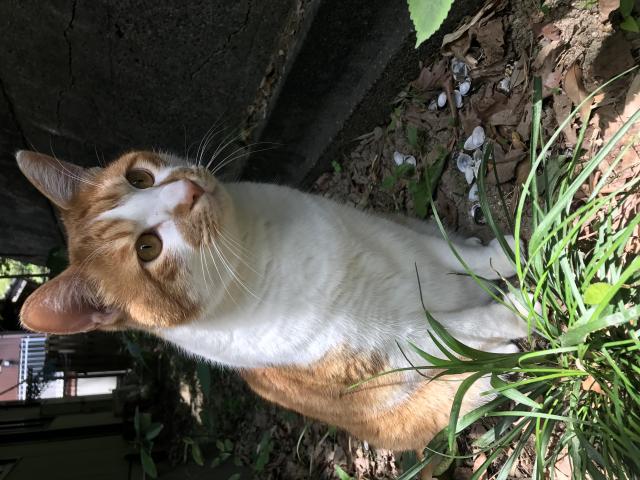 メイ