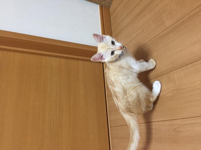 琥珀