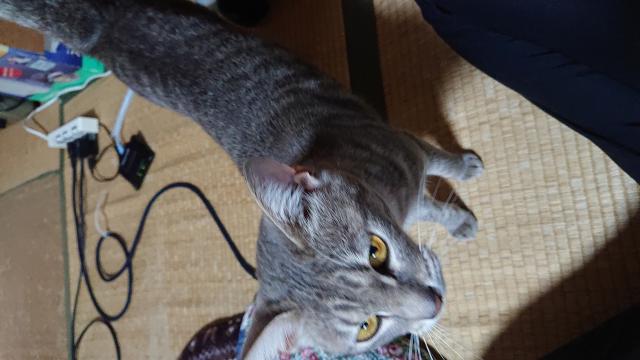 チィ