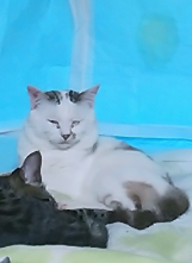 けたま