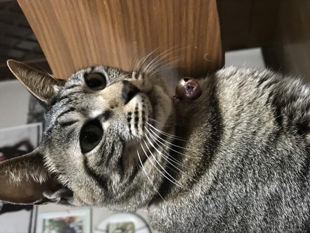 めい