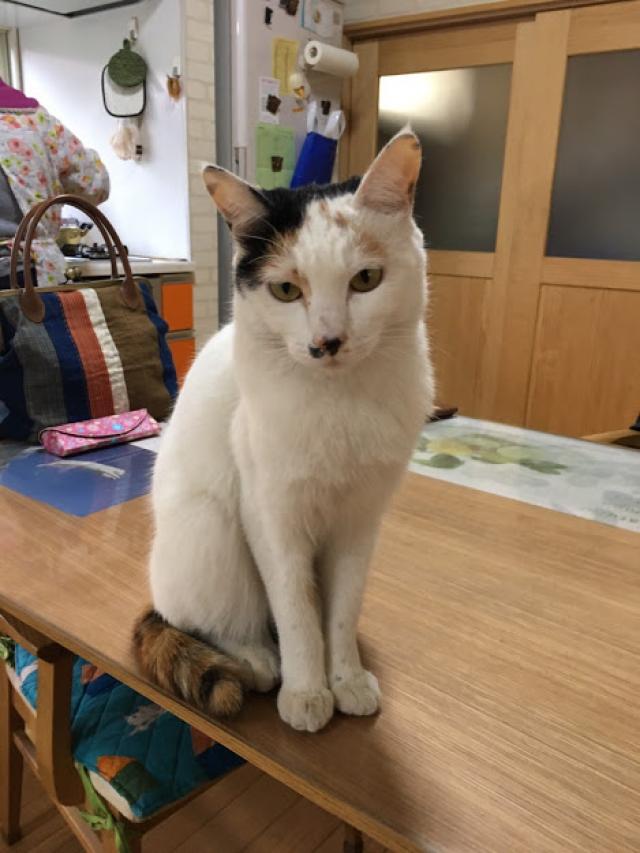 チロ