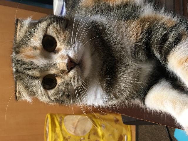 モモ