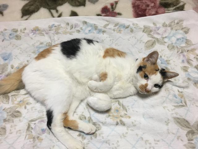 もも