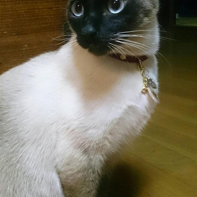 すばる