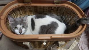 さぼ